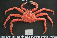 堪察加擬石蟹藏品圖，第2張
